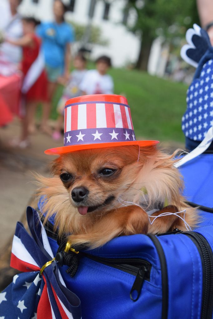 dog show 6-2019 024 (683x1024).jpg